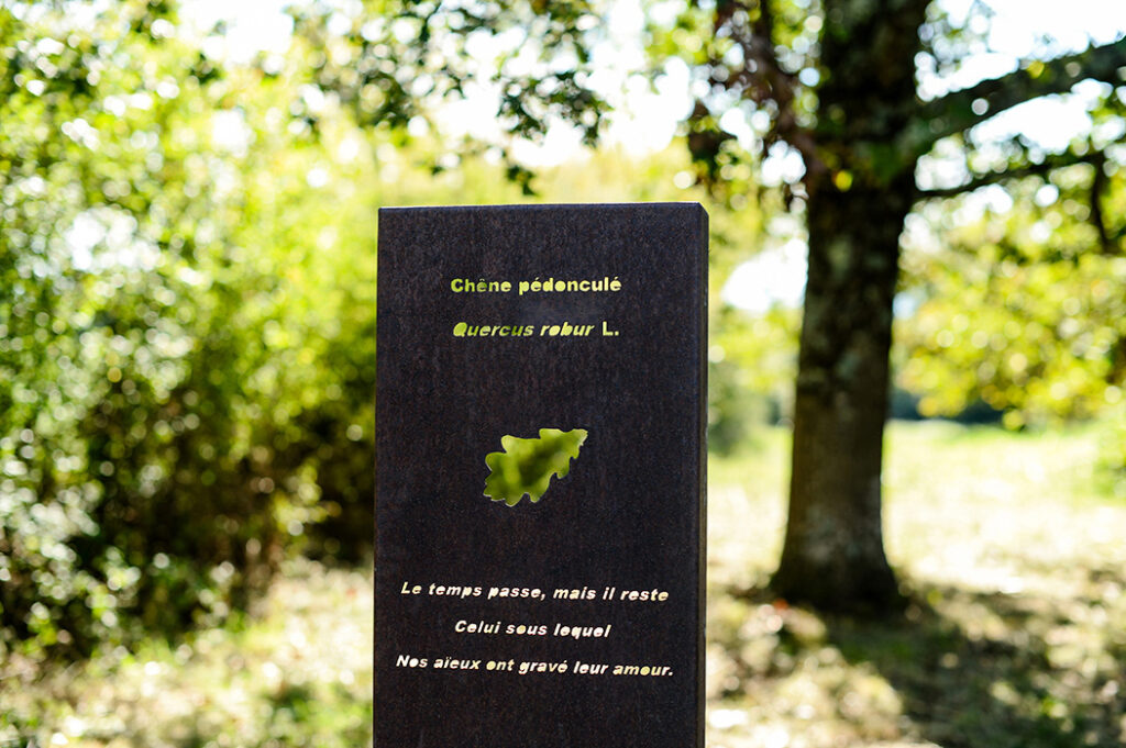 Photographie d'une stèle botanique et poétique en acier Corten dédié au Chêne pédonculé, devant son sujet. La stèle comprends le nom français, le nom botanique latin, la découpe de la feuille de l'essence et un haïku : "Le temps passe, mais il reste - Celui sous lequel - Nos aieux ont gravé leur amour."