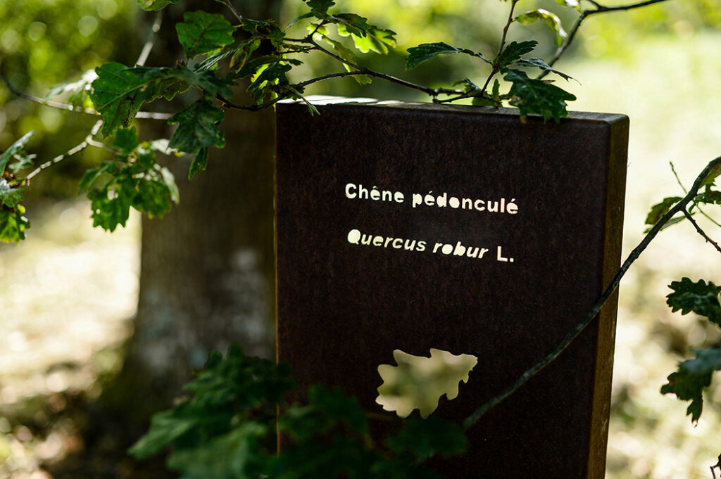 Photographie rapprochée d'une stèle botanique et poétique en acier Corten dédié au Chêne pédonculé, devant son sujet. La stèle comprends le nom français, le nom botanique latin et la découpe de la feuille de l'essence.