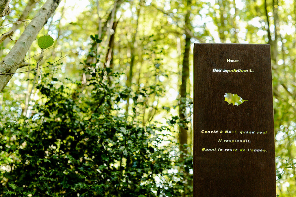 Photographie rapprochée d'une stèle botanique et poétique en acier Corten dédié au Houx, devant son sujet dans un décors forestier. La stèle comprends le nom français, le nom botanique latin, la découpe de la feuille de l'essence et un haïku : "Convié à Noël, quand seul - il resplendit, - Banni le reste de l'année."